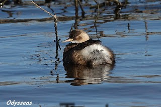 Νανοβουτηχτάρι