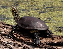 Βαλτοχελώνα