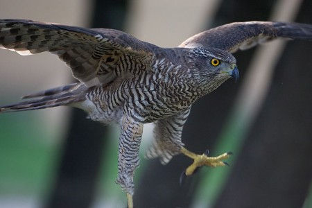 Διπλοσάινο