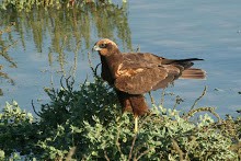 Καλαμόκιρκος