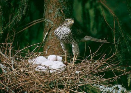 Τσιχλογέρακο
