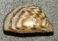/album/photo-gallery%3a-%cf%84%ce%b1-%ce%b1%cf%83%cf%80%cf%8c%ce%bd%ce%b4%cf%85%ce%bb%ce%b1/dreissena-polymorpha3-jpg/